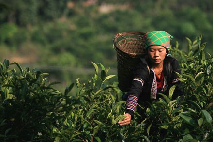 イエンバイ省のスオイ・ザン村の茶栽培